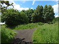 Junction of paths in Garscadden Wood