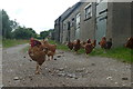SK2249 : A chicken's eye view of Atlow Winn Farm by Graham Hogg