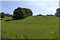 Grassland with sheep and Esk Hall near Sleights