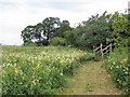 NY9171 : Marshy grassland near Humshaugh Burn by Andrew Curtis