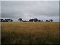 Crops at Balbinnie