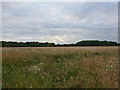 Field at end of Lovelands Lane