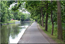 SK5639 : Trees along the towpath of the Nottingham & Beeston Canal by Mat Fascione
