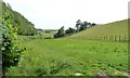 Sheep field, north of Bryngwynmawr