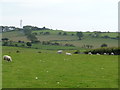 Sheep grazing south-east of Ty