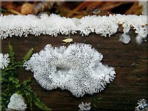 NS3977 : A slime mould - Ceratiomyxa fruticulosa by Lairich Rig