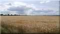 Barley, Ellerdine Heath