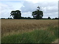 TM0888 : Crop field off Heath Road by JThomas