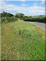 A flowery roadside bank heading down into Stanton Drew