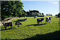 Cows on the edge of Chipping Campden