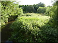 River Salwarpe near Briar Hill Coppice