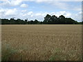 Crop field, Silfield 