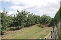 Plum Orchard on Merton Farm