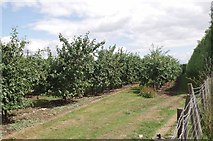 TR1555 : Plum Orchard on Merton Farm by Glyn Baker