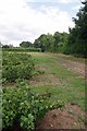 Blackcurrants Near Nacklington Rd