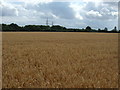 TG2102 : Crop field near Mangreen Hall Farm by JThomas