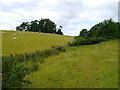 Sheep Pasture And Scrub