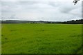 Large field growing grass