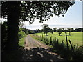 Track  towards  Wood  Farm