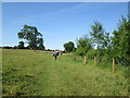 Field  edge  footpath