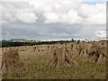 Sheaves of wheat at Kingsland Barton