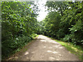 A main track, Alice Holt Forest