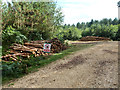 Timber stacks, Alice Holt Forest