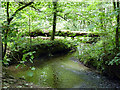 Forest glade and Afon Peithyll