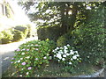 Hydrangeas on Templewood, West Ealing