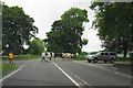 Cows on the A515