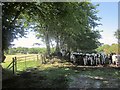 Cattle near Combpyne Station