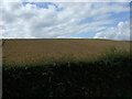 NT9647 : Hillside crop field near Camphouses by JThomas