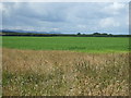 NT9745 : Crop field, Allerdean by JThomas