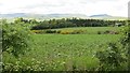 Bean crop, St David