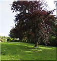 Village Green tree, Catbrook