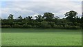 Wheat beside Strathallan Wood