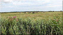 TG4419 : Dairy cows grazing on Heigham Holmes by Evelyn Simak