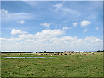 TG4420 : Cattle grazing on Heigham Holmes by Evelyn Simak