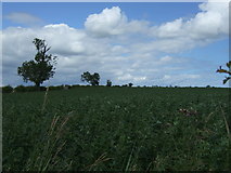 NU0530 : Crop field near West Lyham by JThomas