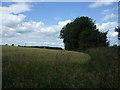 Crop field and footpath near Adderstone Hall