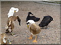 Preening operations, Tannaghmore Gardens