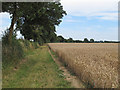 Footpath on wheat field boundary, near Malting Farm, Little Horkesley