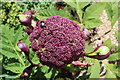 Angelica, Perch Hill Farm garden