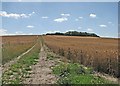 TL4654 : Farm track on White Hill by John Sutton