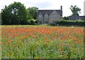 Wild flower meadow