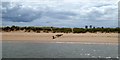 SX9980 : Dunes and beach on north of Dawlish Warren spit by David Smith