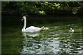 SU3226 : Swan with Cygnets by Bill Nicholls