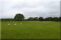 Sheep near Penrhyndeudraeth