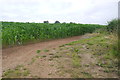 ST5063 : Maize Field by Nigel Mykura