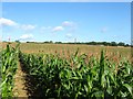 Walnut Tree Field/Hollow Field